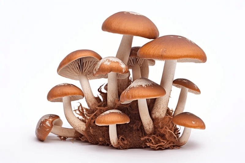 medicinale paddenstoelen stronk