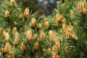 Wat doet het gebruik van Pine Pollen?