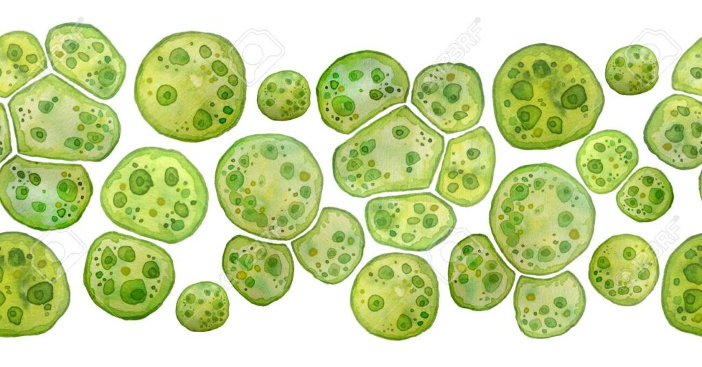 Chlorella cellen