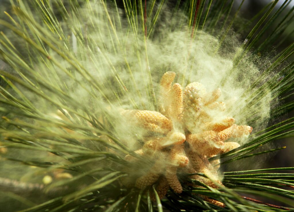 pine pollen-stuif
